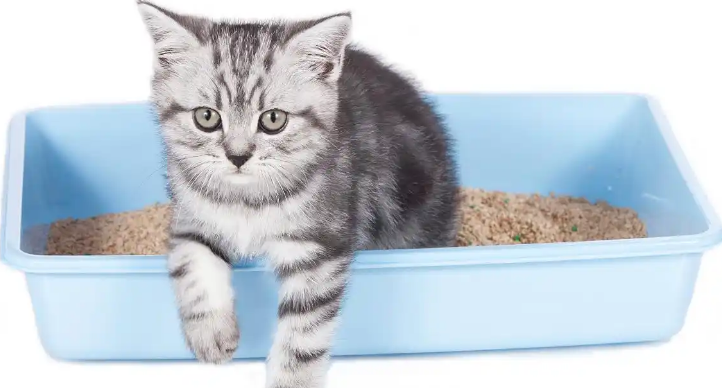 猫砂盆怎么用