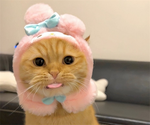 猫咪头套的正确戴法