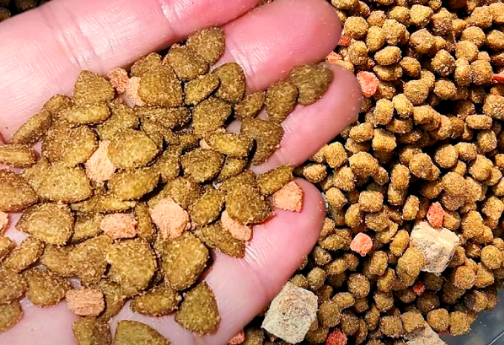 福佩迪算是毒猫粮吗 福佩迪算是毒猫粮吗