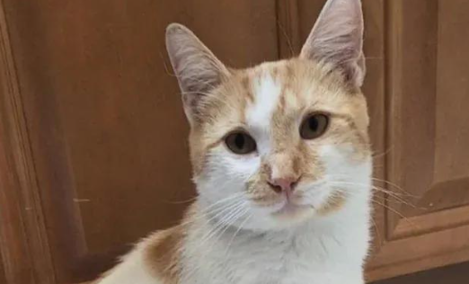 流浪猫被好心人投喂后,竟赖在家门口不走 流浪猫被好心人投喂后,竟赖在家门口不走