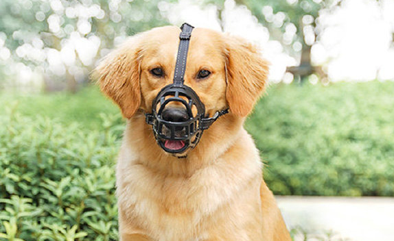 欢宠网狗狗嘴套使用方法 欢宠网狗狗嘴套使用方法