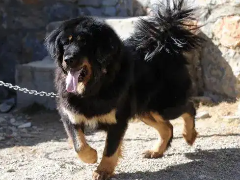藏獒扯断男童手臂，别再家养烈性犬了