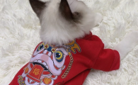 昂夏宠物拜年服价格