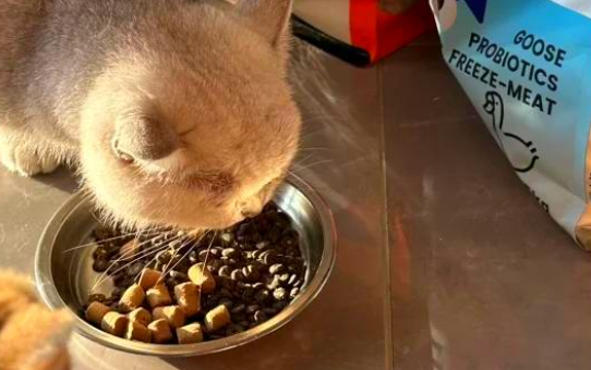 橙宠猫粮堪称美味诱惑，简直是挑食克星！