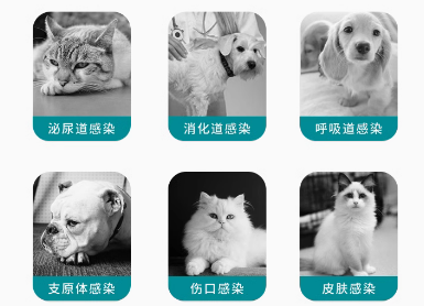 宅小宠宠物药新品上市，为爱宠健康保驾护航