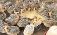 3个月的鸵鸟苗多钱一只