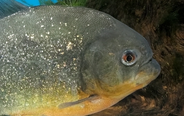 如何饲养食人鱼 如何饲养食人鱼