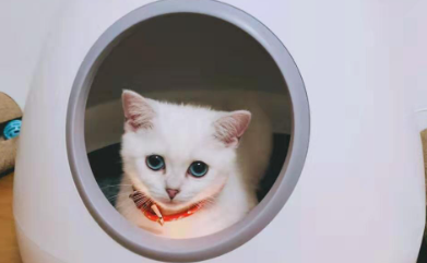 萌王星智能猫窝为什么不卖了 萌王星智能猫窝为什么不卖了