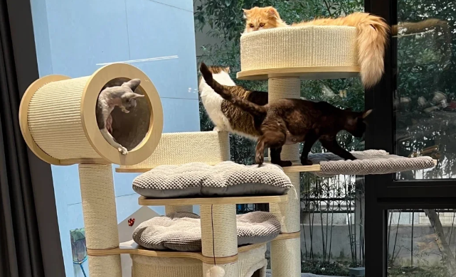 宠多乐猫爬架多少钱一个 宠多乐猫爬架多少钱一个