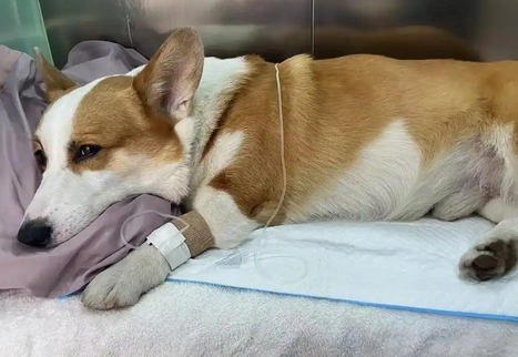 宠物止痛药什么时候吃