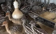 鸵鸟种苗大概多少钱一只