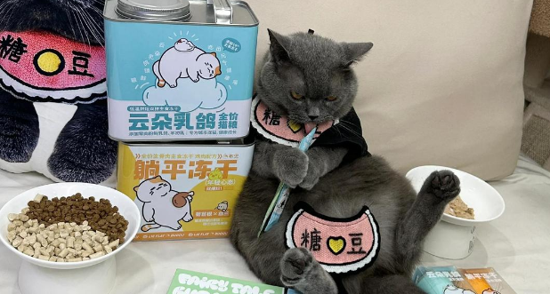 猫咪美食：布兜宠物食品全解析！