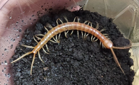 家里有小蜈蚣就会有大蜈蚣吗