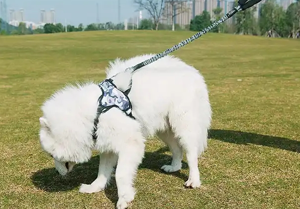 TUFF HOUND牵引绳是什么材质的 TUFF HOUND牵引绳是什么材质的