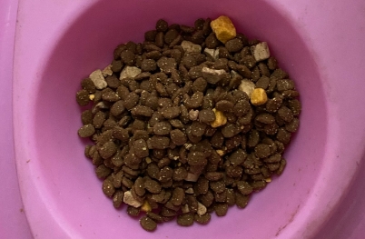 趣茄狗粮安全吗 趣茄狗粮安全吗