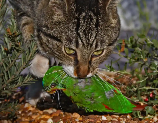 流浪猫竟是生态杀手？每年37亿鸟类被夜猫捕食背后的人猫大战