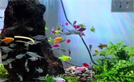 水族箱灯光需要一直开着么