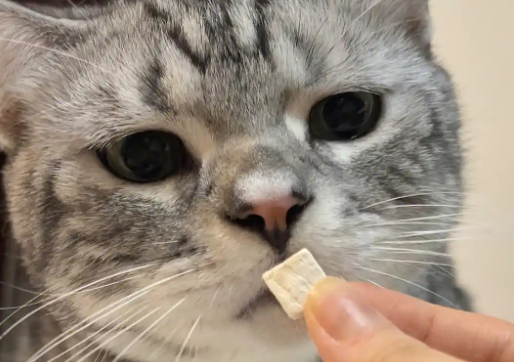 卡夫猫冻干：宠物健康美味之选