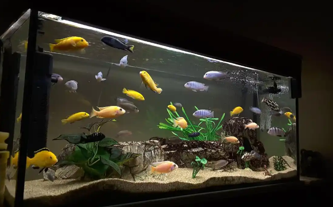 鱼缸过滤器嗡嗡响怎么处理