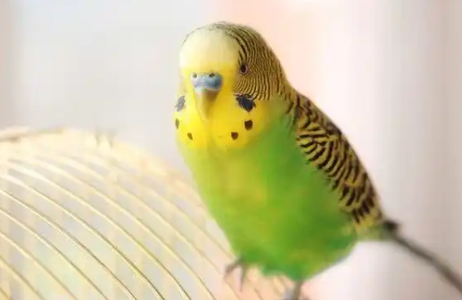 旺园兴鹦鹉价格