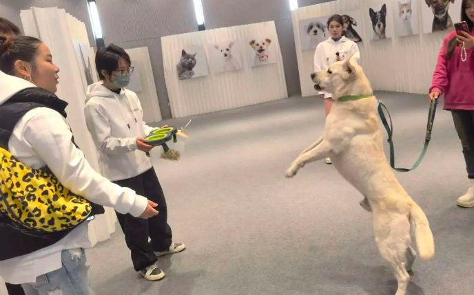 第四届上海宠物时装周开幕,打造宠物时尚咖啡派对 第四届上海宠物时装周开幕,打造宠物时尚咖啡派对