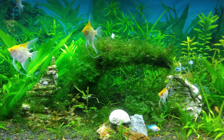 水族箱是什么东西