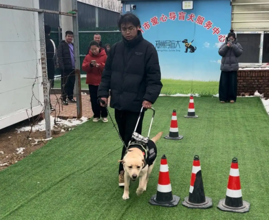 探访成长中的导盲犬 感受双向奔赴的爱