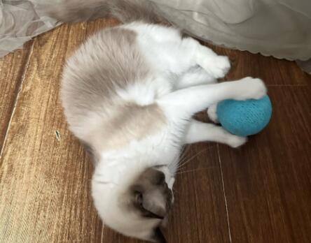 SCCKIT逗猫球对猫有伤害吗