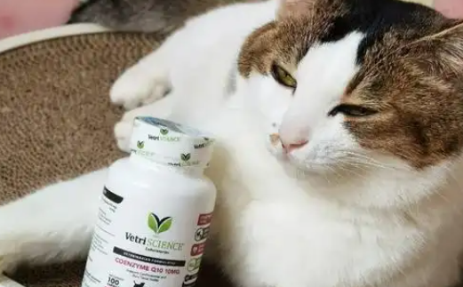 猫咪辅酶q10有必要吃吗