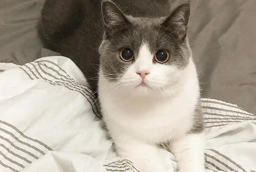 猫咪吃乳铁蛋白有用么