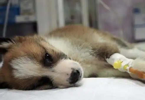 什么止痛药猫可以吃