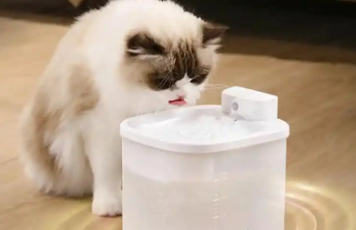 宠物饮水机该怎么选择