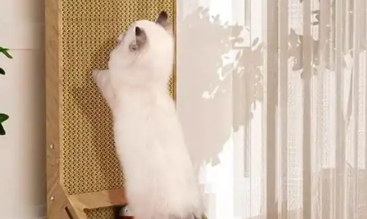 SCCKIT猫抓板是干什么的 SCCKIT猫抓板是干什么的