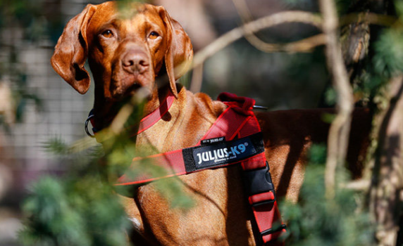 julius k9胸背结实吗