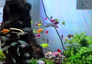 水族箱灯光需要一直开着么