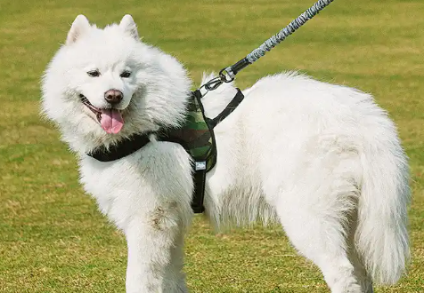 TUFF HOUND牵引绳质量怎么样 TUFF HOUND牵引绳质量怎么样