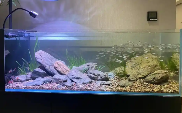制作水族箱饲养淡水鱼
