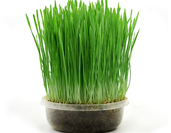 哈仔猫草种植方法 哈仔猫草种植方法