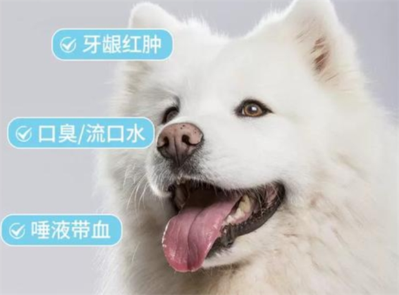 宠欢季犬猫口炎滴剂好用吗