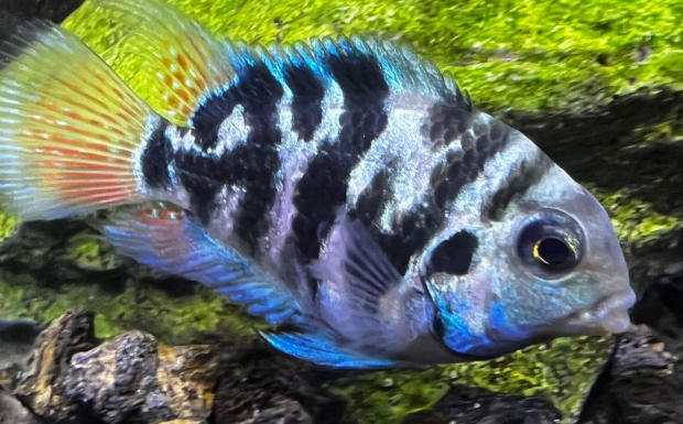 水族箱养什么鱼中大型最好