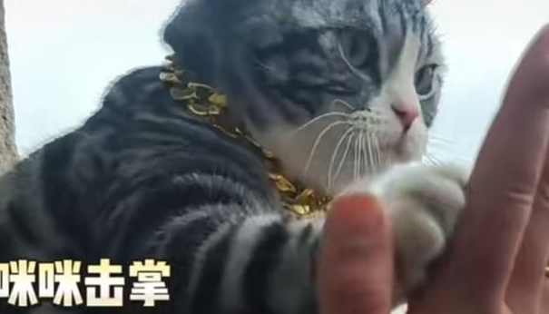 糖豆小猫火了！游客争相“击掌”~