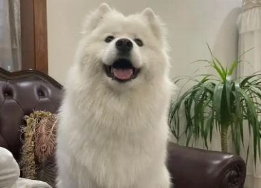 旺狗财猫宠物狗价格贵吗 旺狗财猫宠物狗价格贵吗