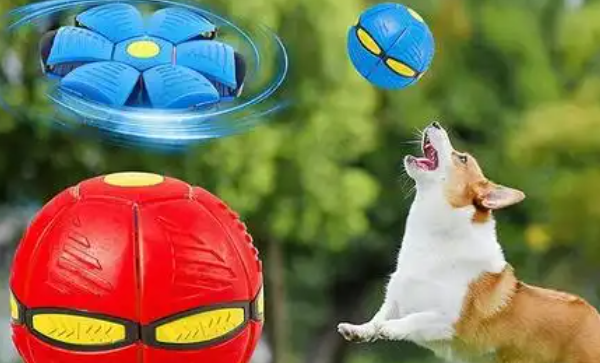 roroarrr宠物用品什么档次 roroarrr宠物用品什么档次