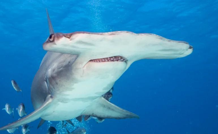 锤头鲨怎么打 锤头鲨怎么打