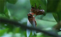 蝉为什么是害虫