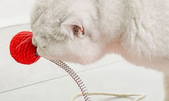 派乐特逗猫棒为什么会引起猫的兴趣 派乐特逗猫棒为什么会引起猫的兴趣