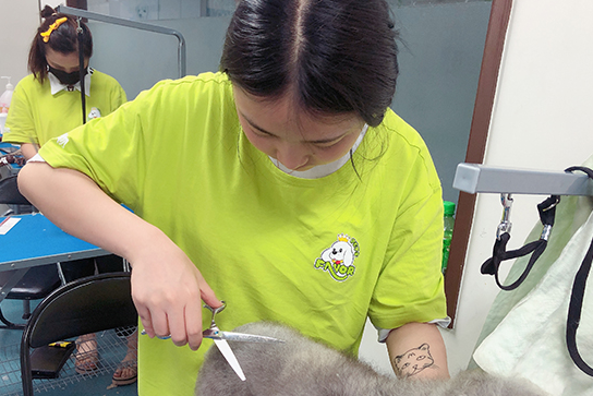 圣宠医宠物美容的介绍，速来了解