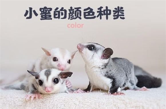 SMVP蜜袋鼯冲泡粮，科学养宠的优选