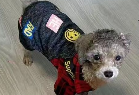 阿莫尔宠物衣服在哪买 阿莫尔宠物衣服在哪买