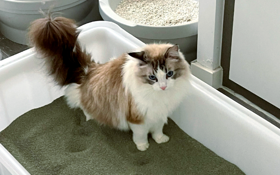 猫砂盆买什么颜色好 猫砂盆买什么颜色好